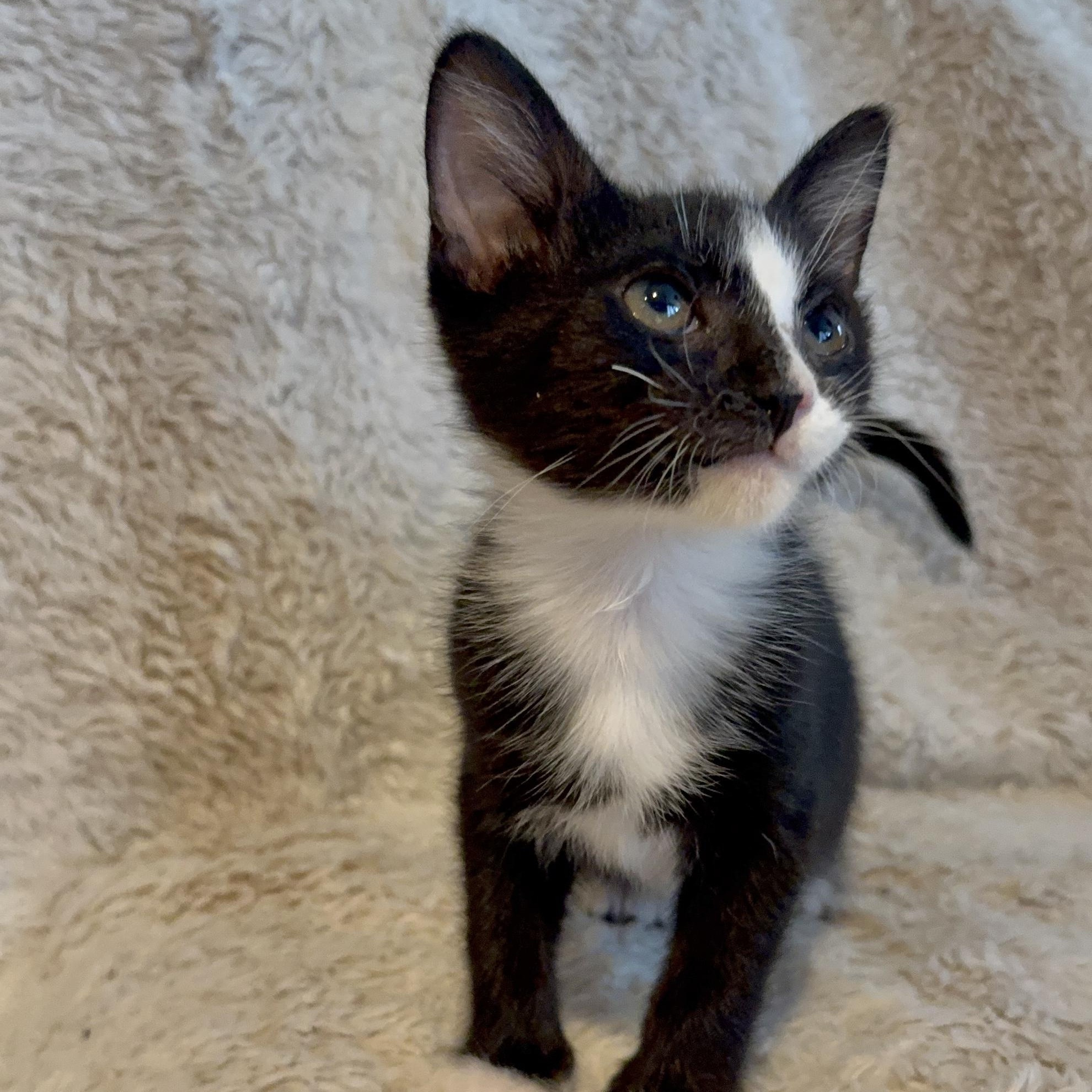 Shadow, a Adoptable Domestic Short Hair in Riverside, CA image 3/5