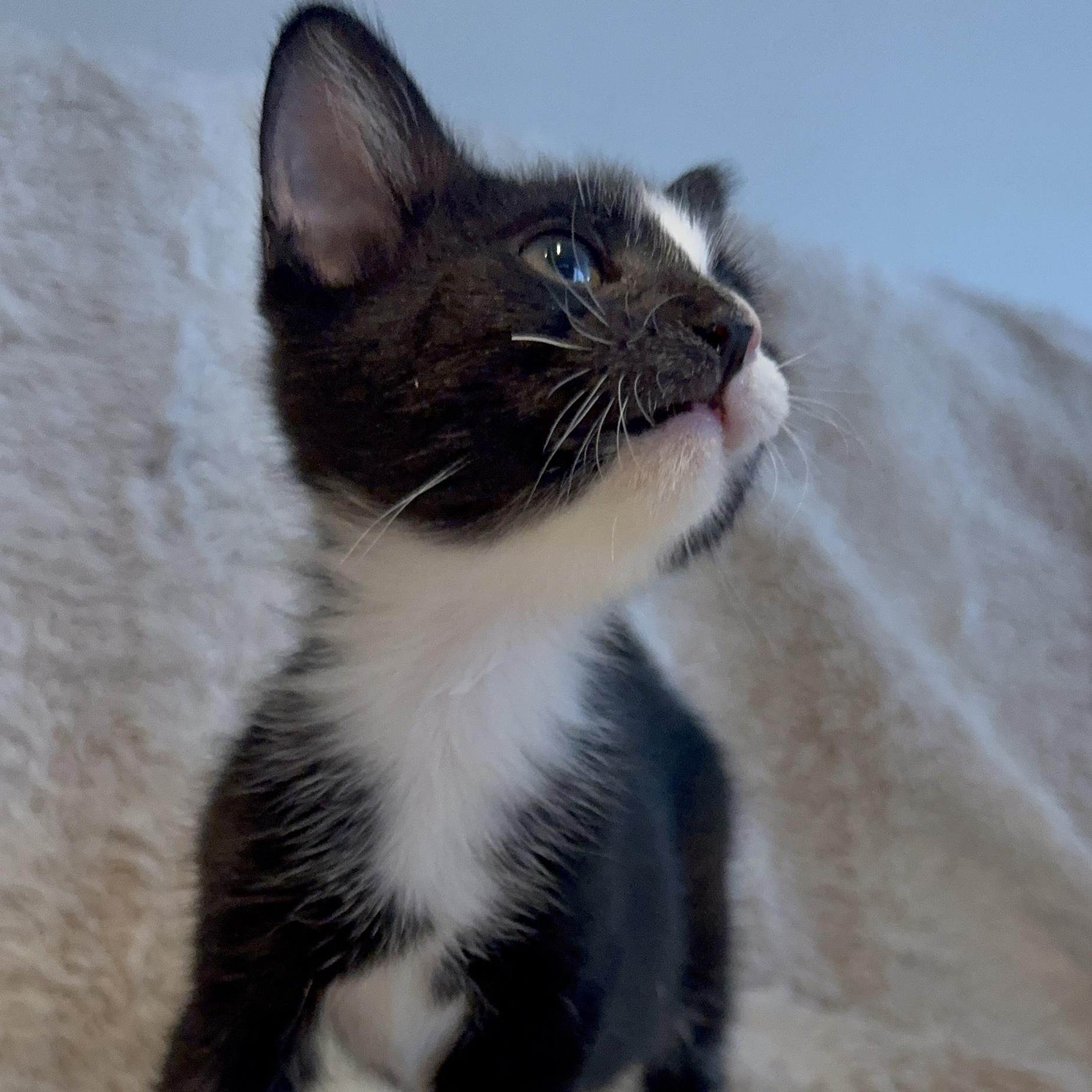 Shadow, a Adoptable Domestic Short Hair in Riverside, CA image 4/5