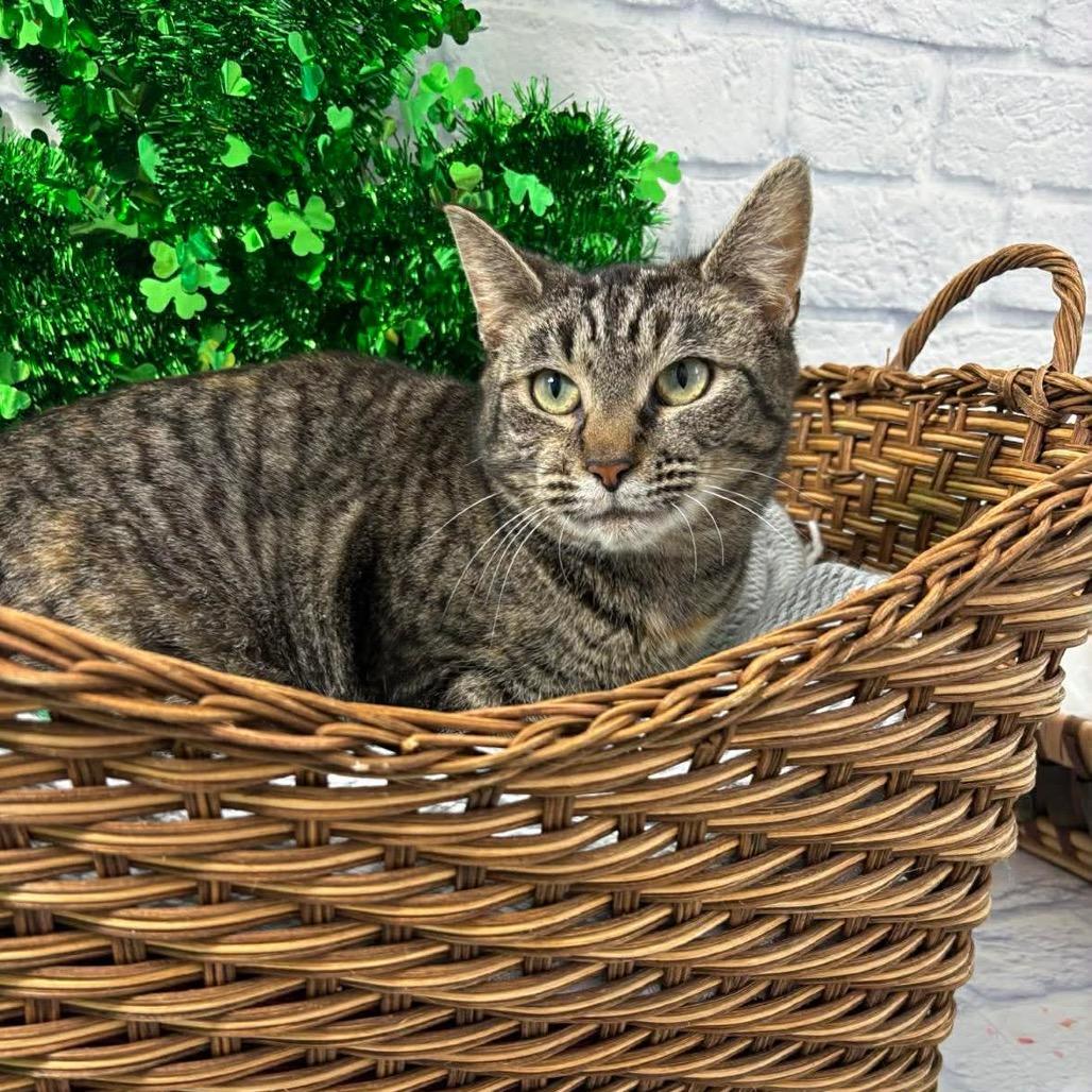 Enlarge Dove, a Adoptable Domestic Short Hair in Harrisonburg, VA image 1/6