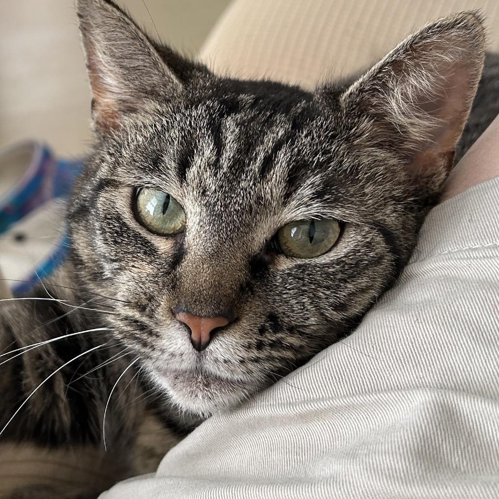 Enlarge Dove, a Adoptable Domestic Short Hair in Harrisonburg, VA image 2/6