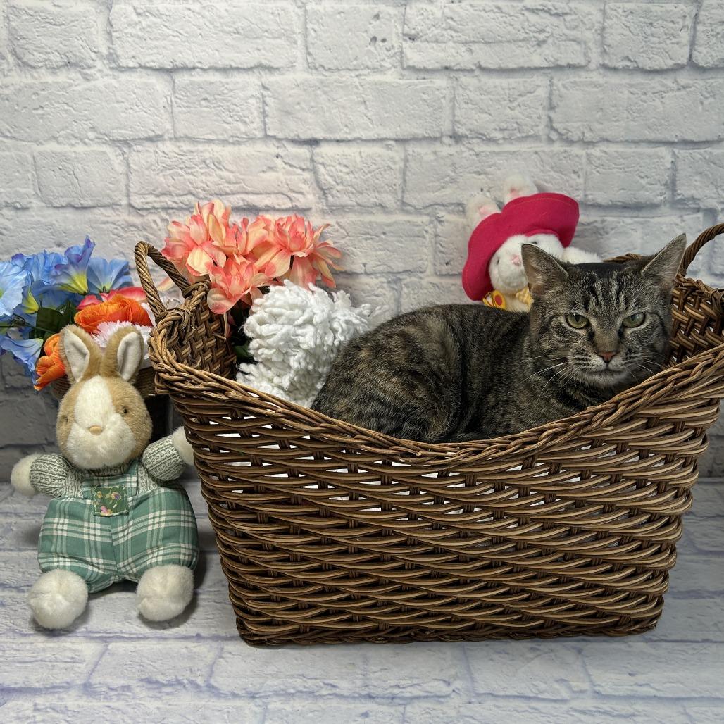 Enlarge Dove, a Adoptable Domestic Short Hair in Harrisonburg, VA image 3/6