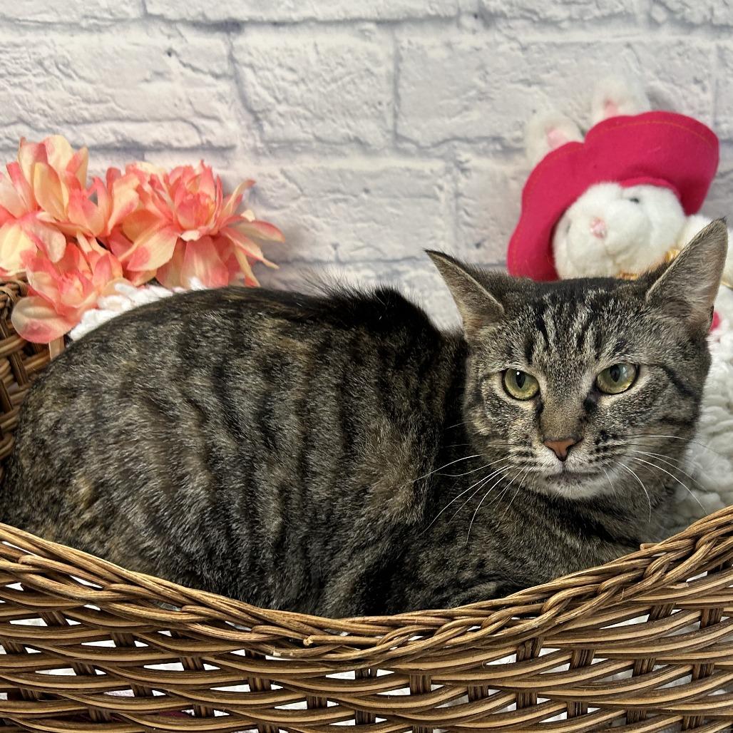 Enlarge Dove, a Adoptable Domestic Short Hair in Harrisonburg, VA image 4/6