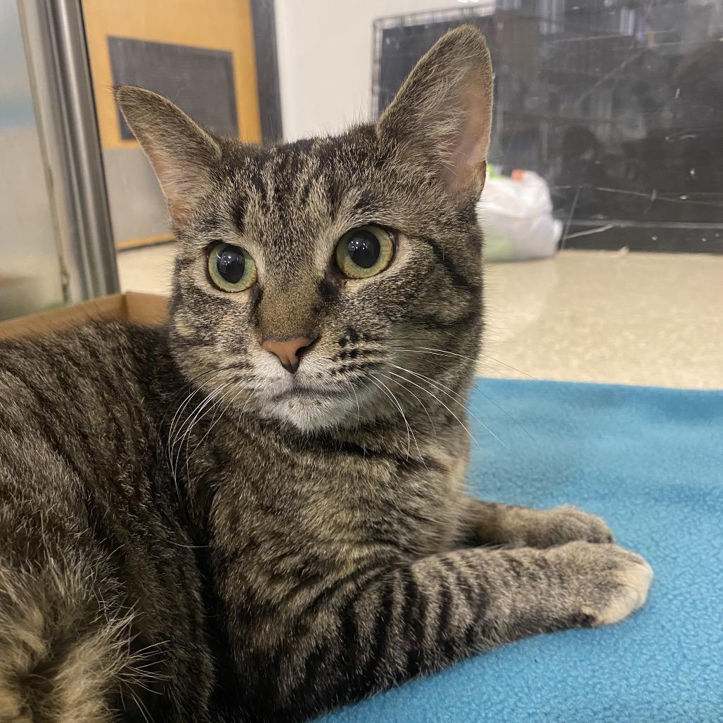 Enlarge Dove, a Adoptable Domestic Short Hair in Harrisonburg, VA image 5/6