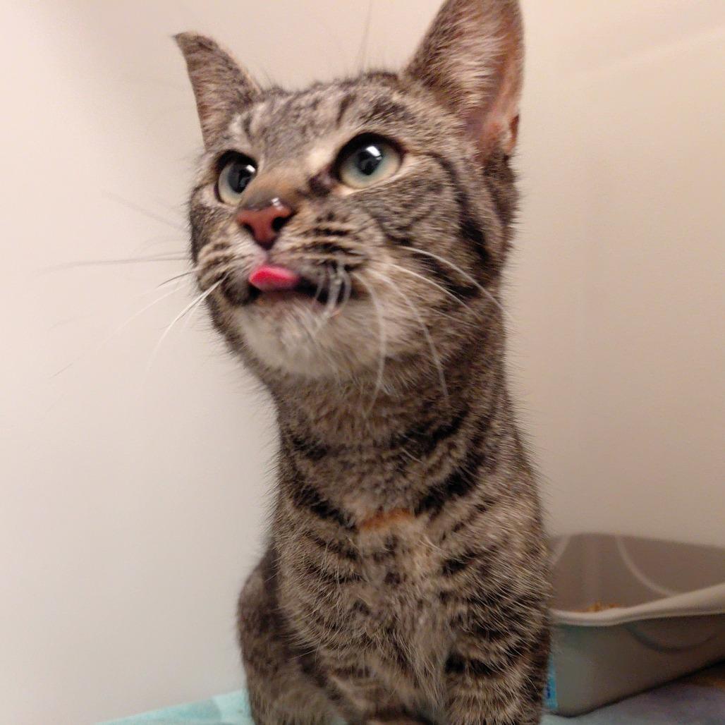 Enlarge Dove, a Adoptable Domestic Short Hair in Harrisonburg, VA image 6/6