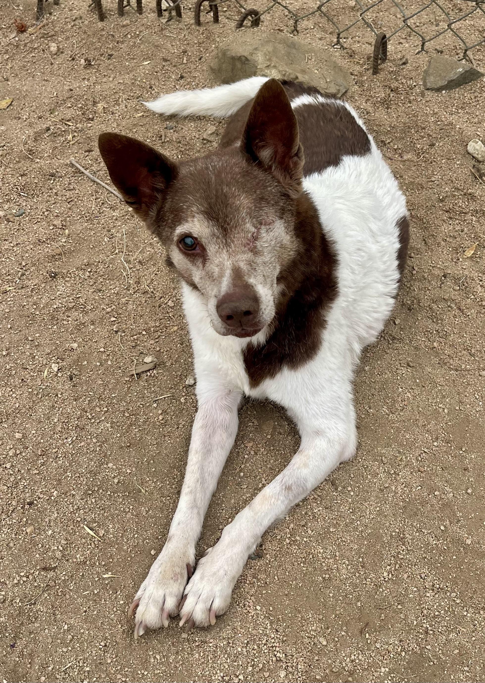 Enlarge Cowboy, a Adoptable mixed breed in Lancaster, CA image 4/5