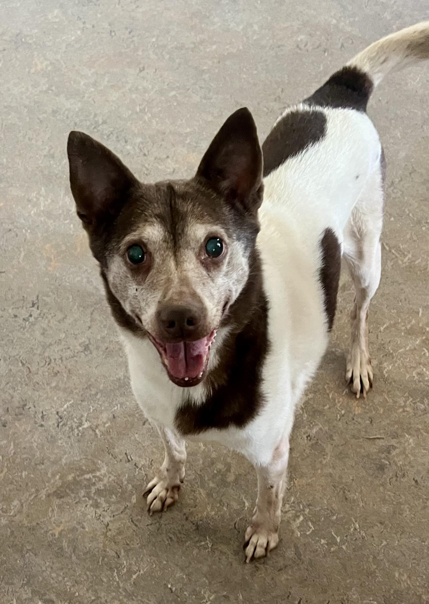Cowboy, a Adoptable Mixed Breed in Lancaster, CA image 5/6