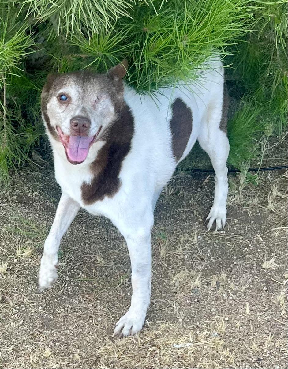 Enlarge Cowboy, a Adoptable mixed breed in Lancaster, CA image 2/5