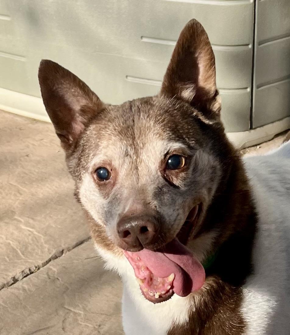 Cowboy, a Adoptable Mixed Breed in Lancaster, CA image 1/6