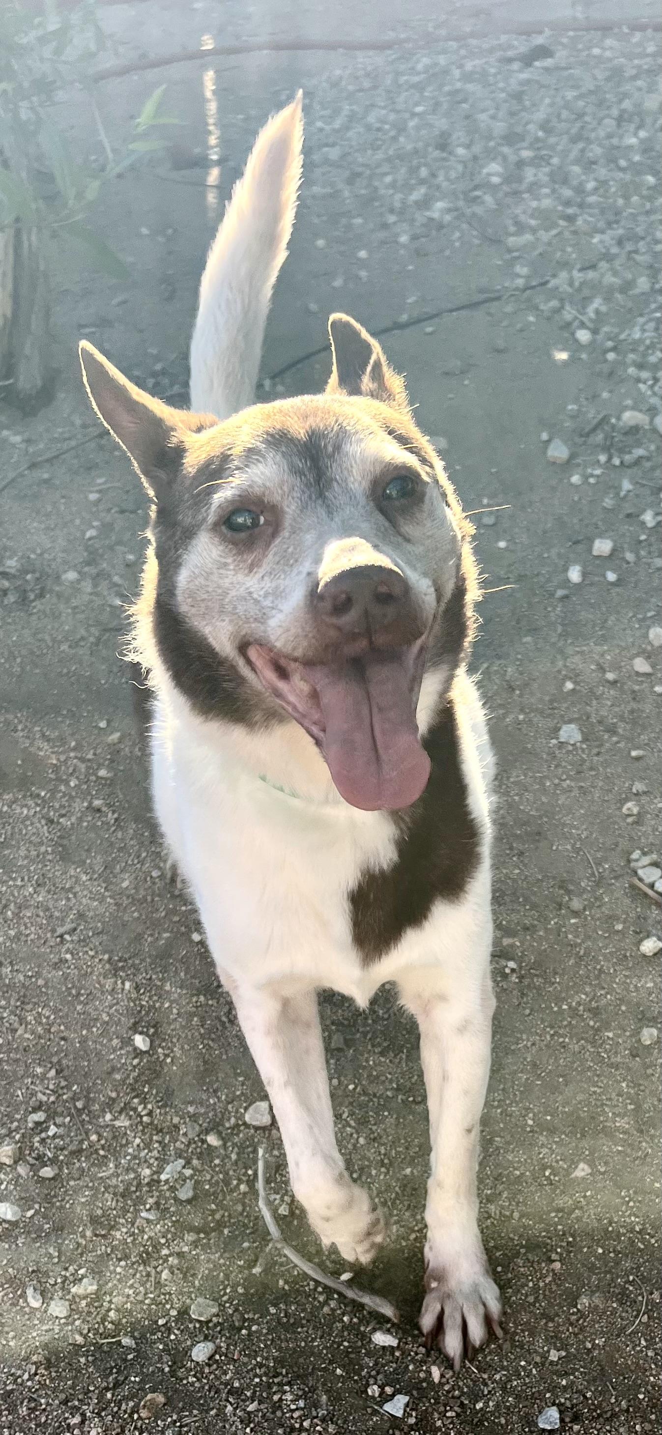 Cowboy, a Adoptable Mixed Breed in Lancaster, CA image 3/6