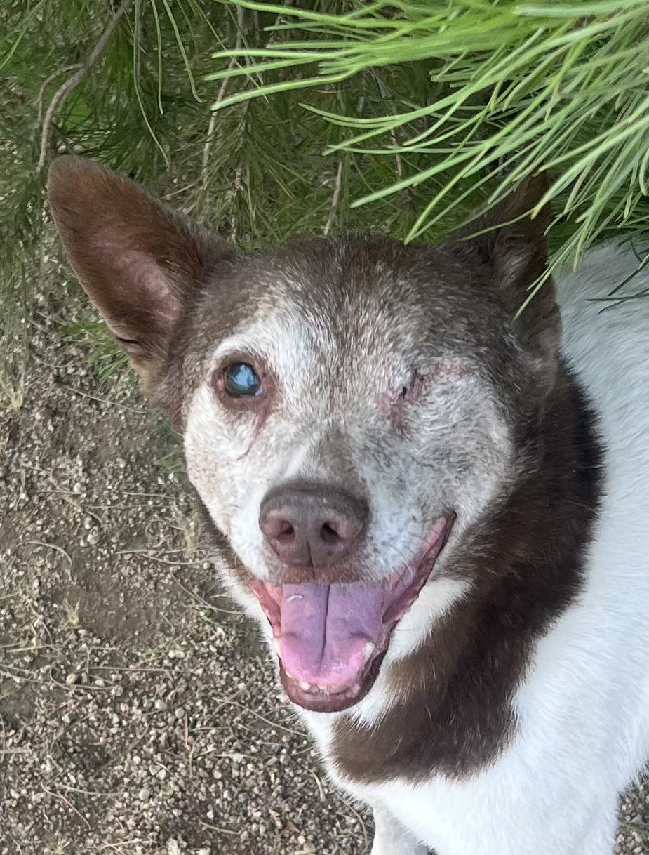 Enlarge Cowboy, a Adoptable mixed breed in Lancaster, CA image 1/5