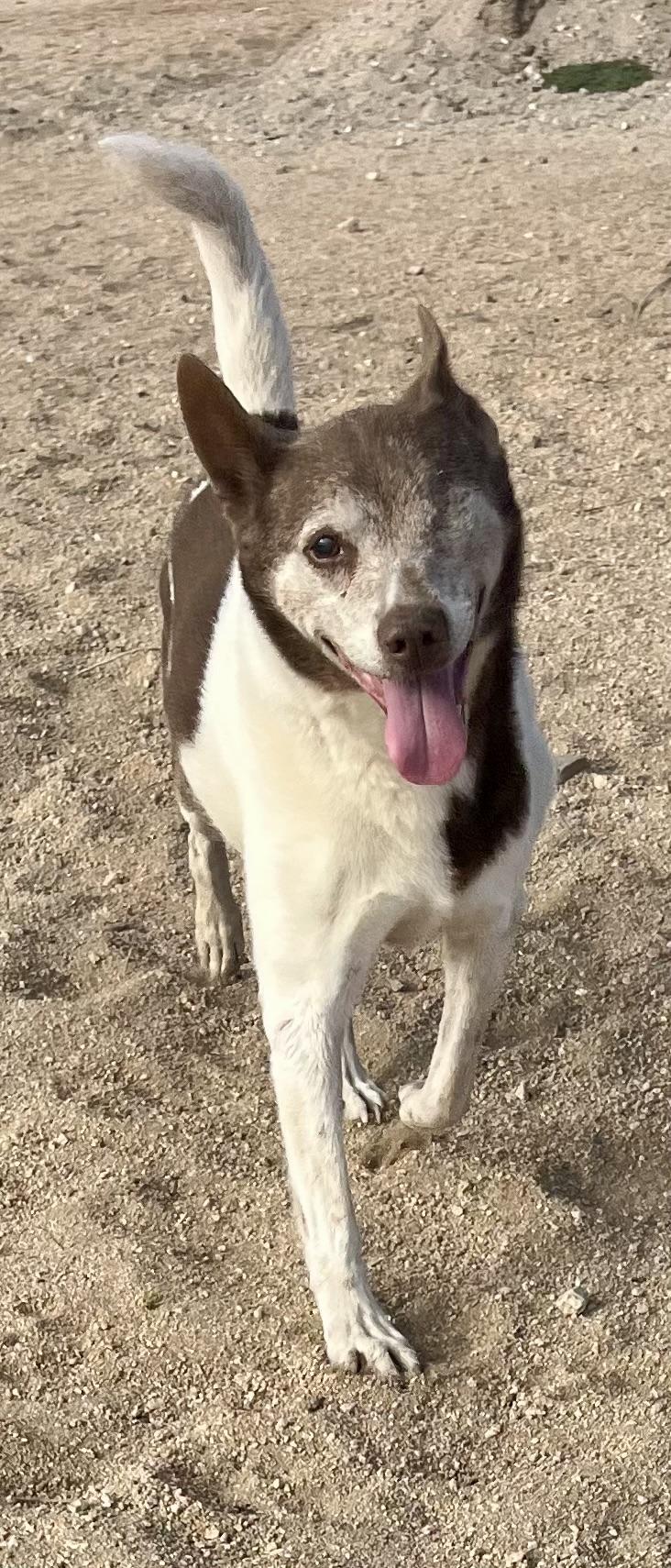 Enlarge Cowboy, a Adoptable mixed breed in Lancaster, CA image 3/5