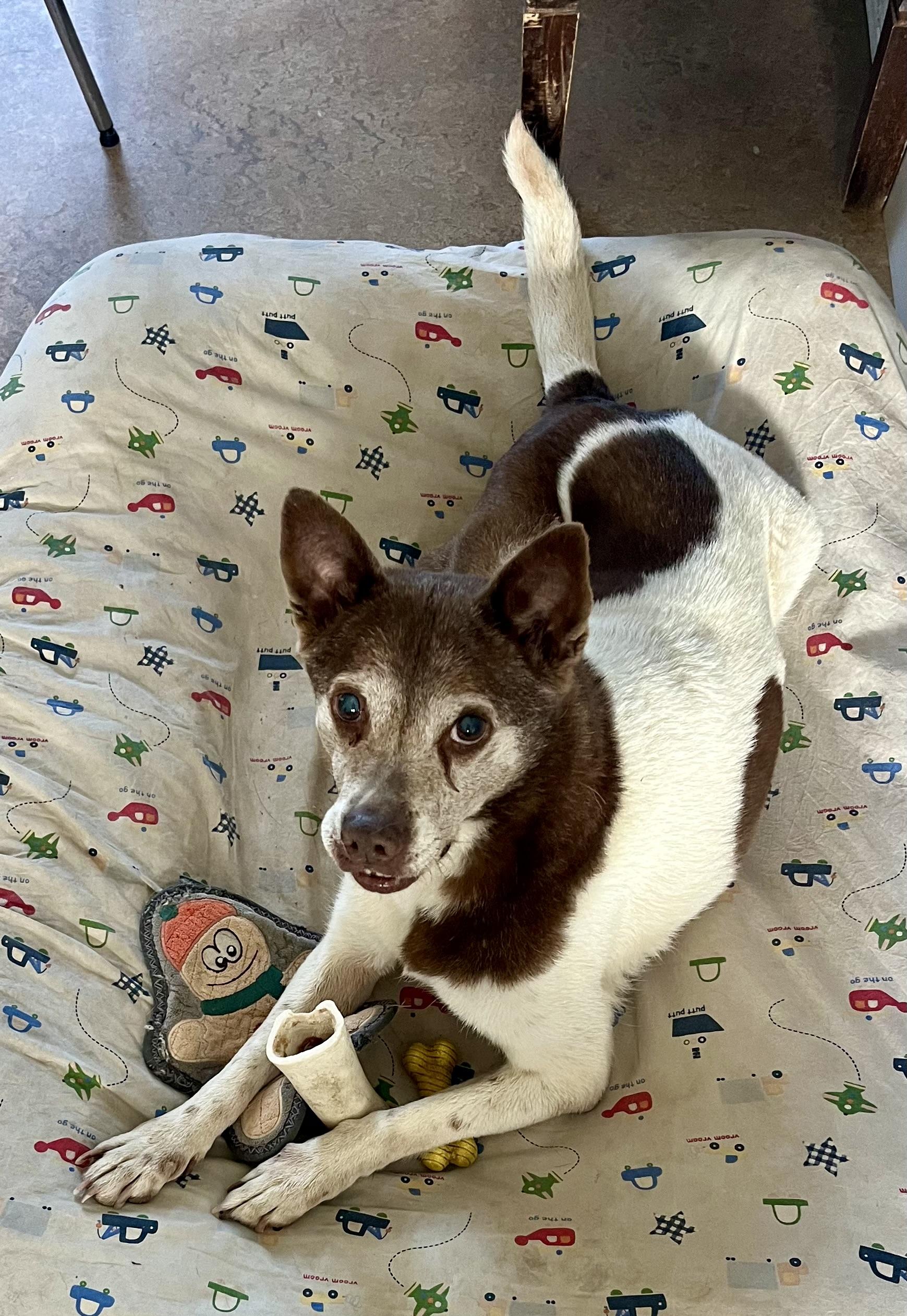 Cowboy, a Adoptable Mixed Breed in Lancaster, CA image 4/6