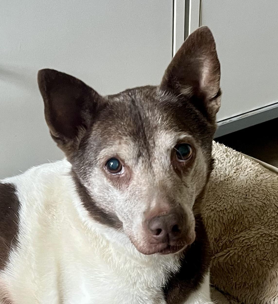 Cowboy, a Adoptable Mixed Breed in Lancaster, CA image 6/6