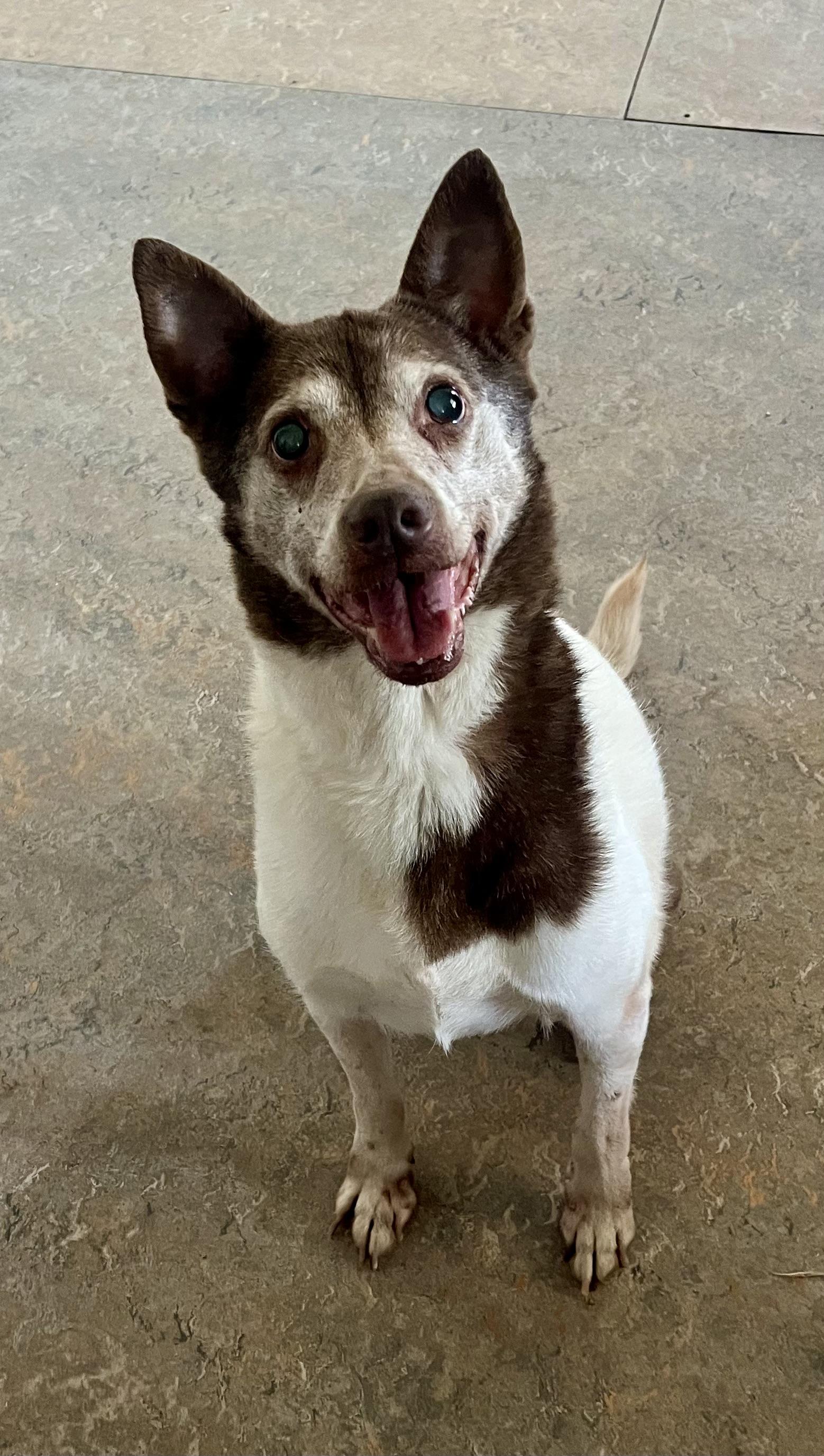 Cowboy, a Adoptable Mixed Breed in Lancaster, CA image 2/6