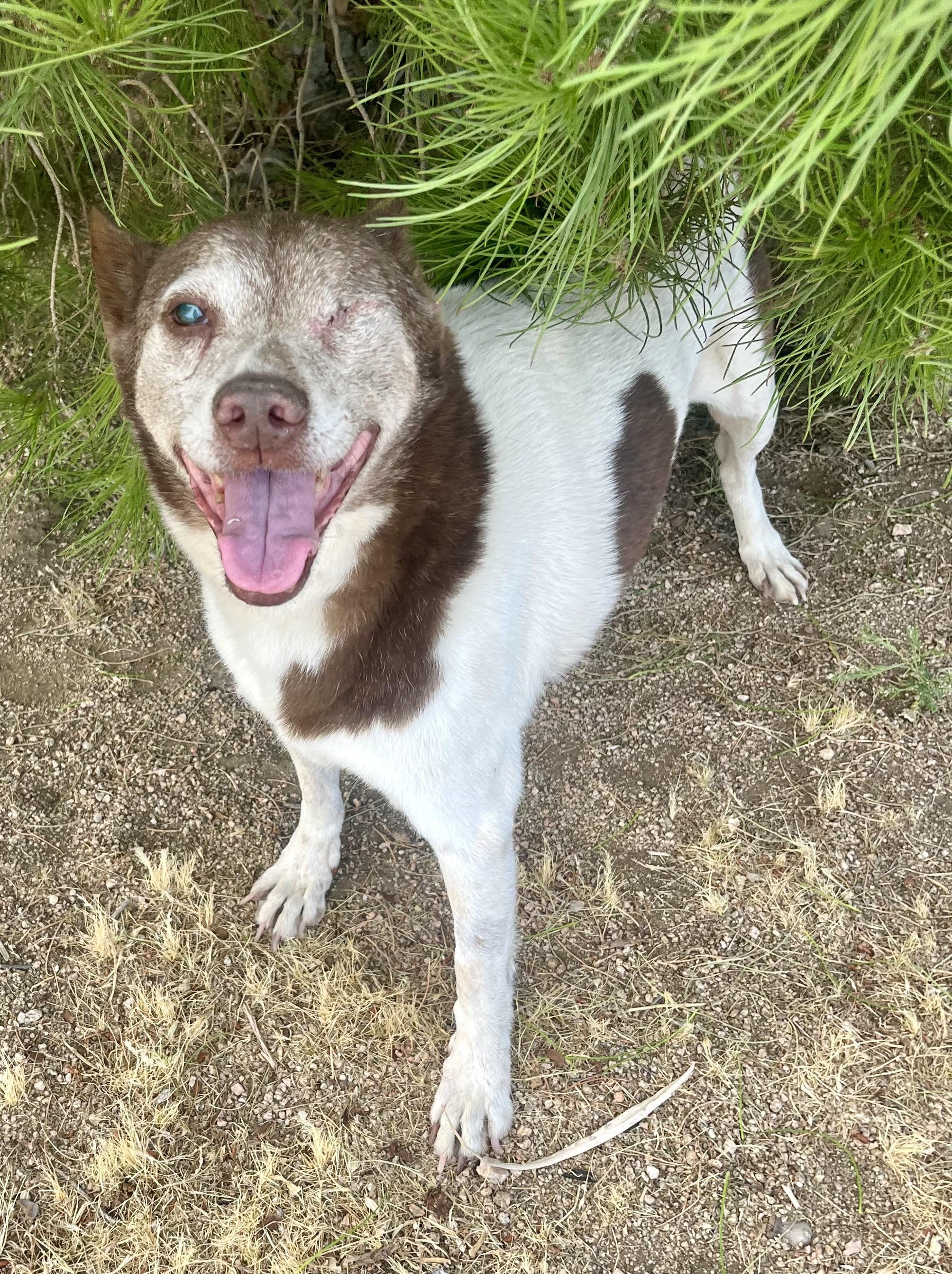 Enlarge Cowboy, a Adoptable mixed breed in Lancaster, CA image 5/5