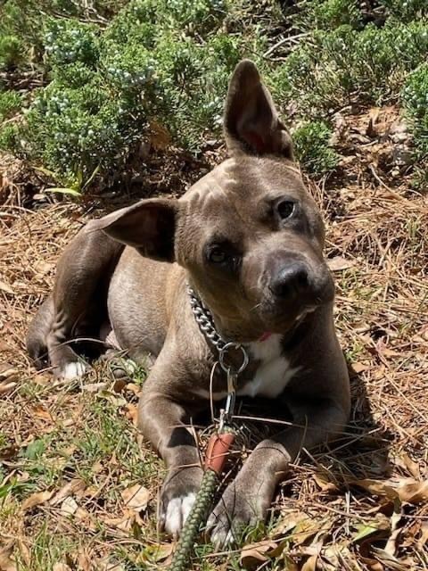 JULIETTE, Adult Female American Bulldog