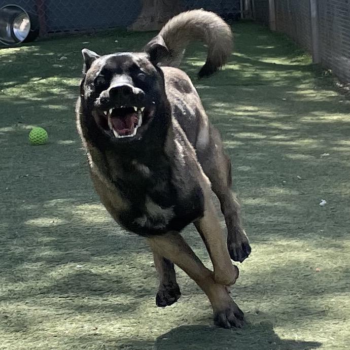 Linus, Adoptable, Adult Male Akita & Belgian Shepherd / Malinois.