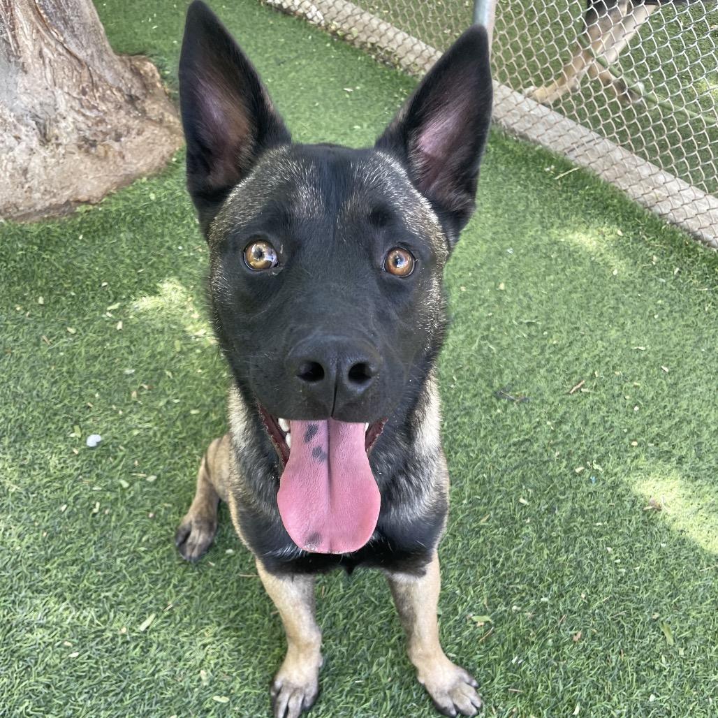 Enlarge Linus, a Adoptable mixed breed in Henderson, NV image 2/2