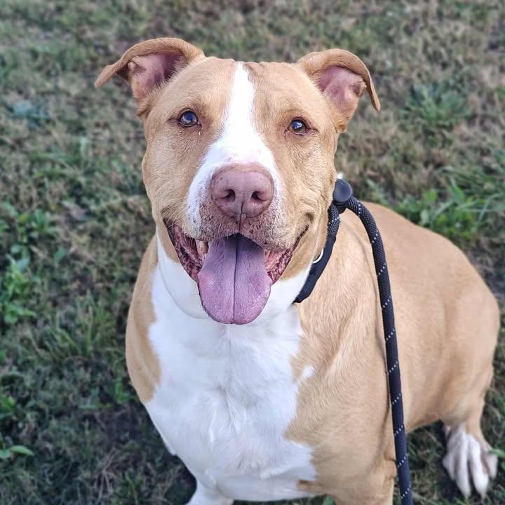 Postre, Adoptable, Adult Male Pit Bull Terrier.