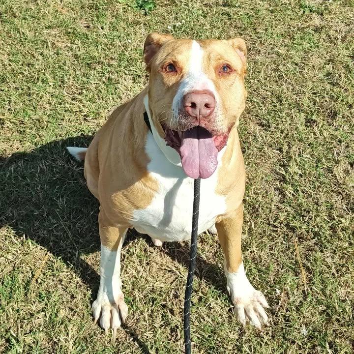 Enlarge Postre, a Adoptable Pit Bull Terrier in Springdale, AR image 6/6