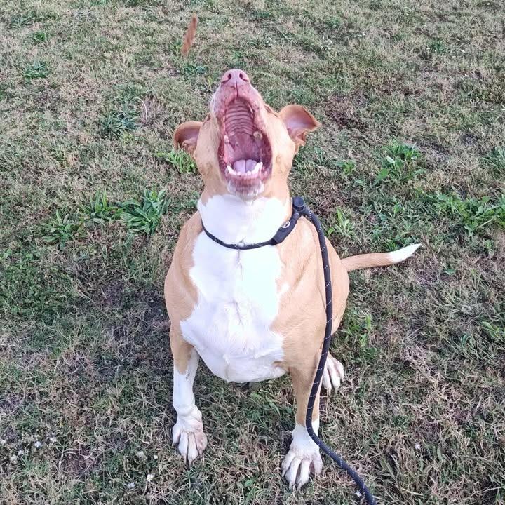 Enlarge Postre, a Adoptable Pit Bull Terrier in Springdale, AR image 5/6