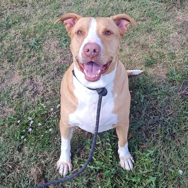 Postre, a Adoptable Pit Bull Terrier in Springdale, AR image 4/6