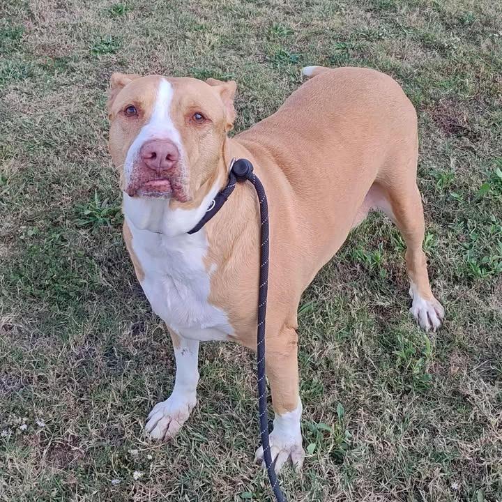 Enlarge Postre, a Adoptable Pit Bull Terrier in Springdale, AR image 6/6