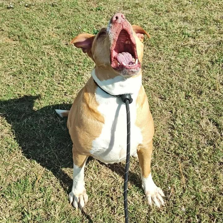 Postre, a Adoptable Pit Bull Terrier in Springdale, AR image 6/6