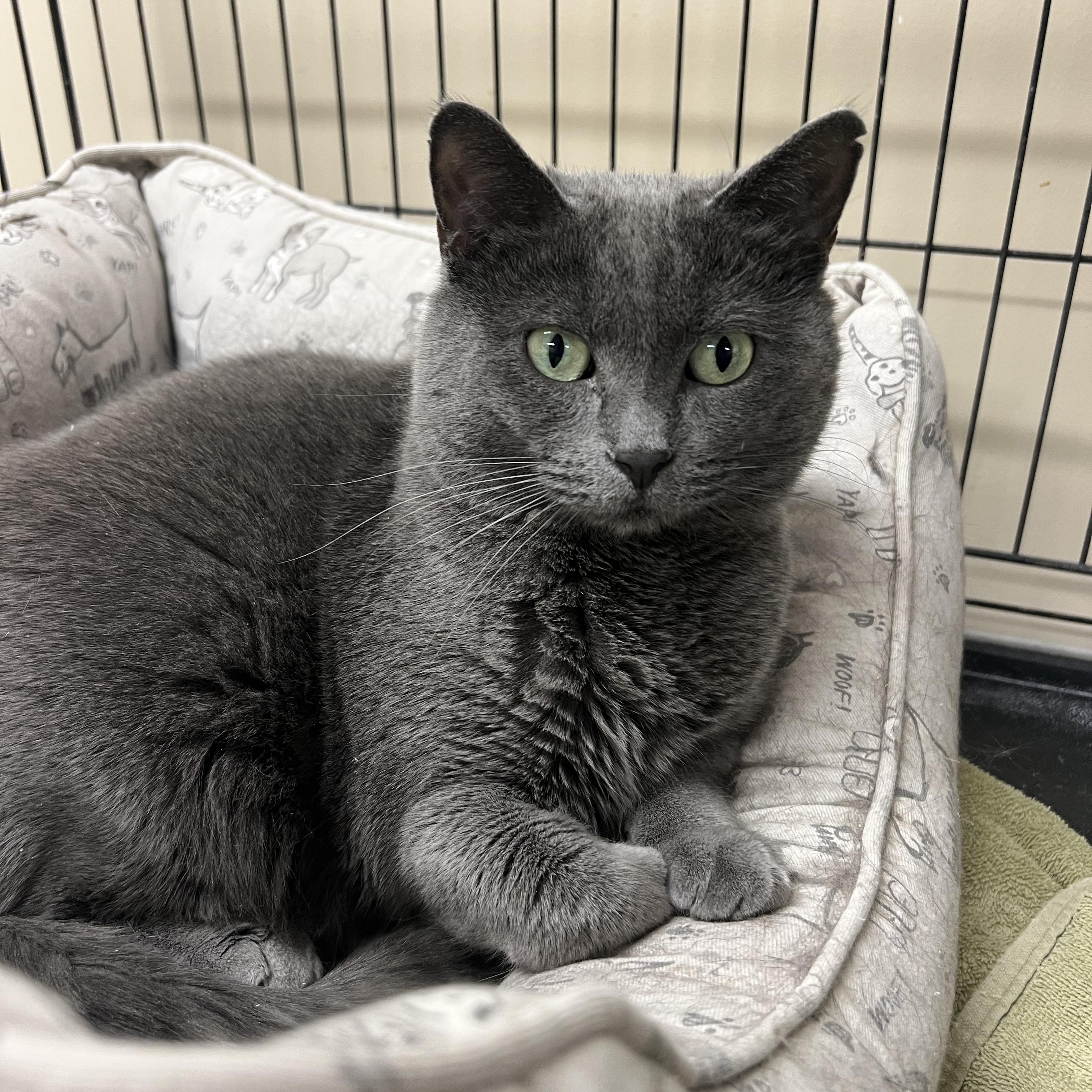 Rowan, Adoptable, Adult Female Domestic Short Hair.