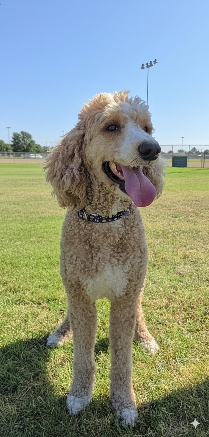 Scarlet, a ADOPTABLE Standard Poodle in Hawthorne, CA image 3/3