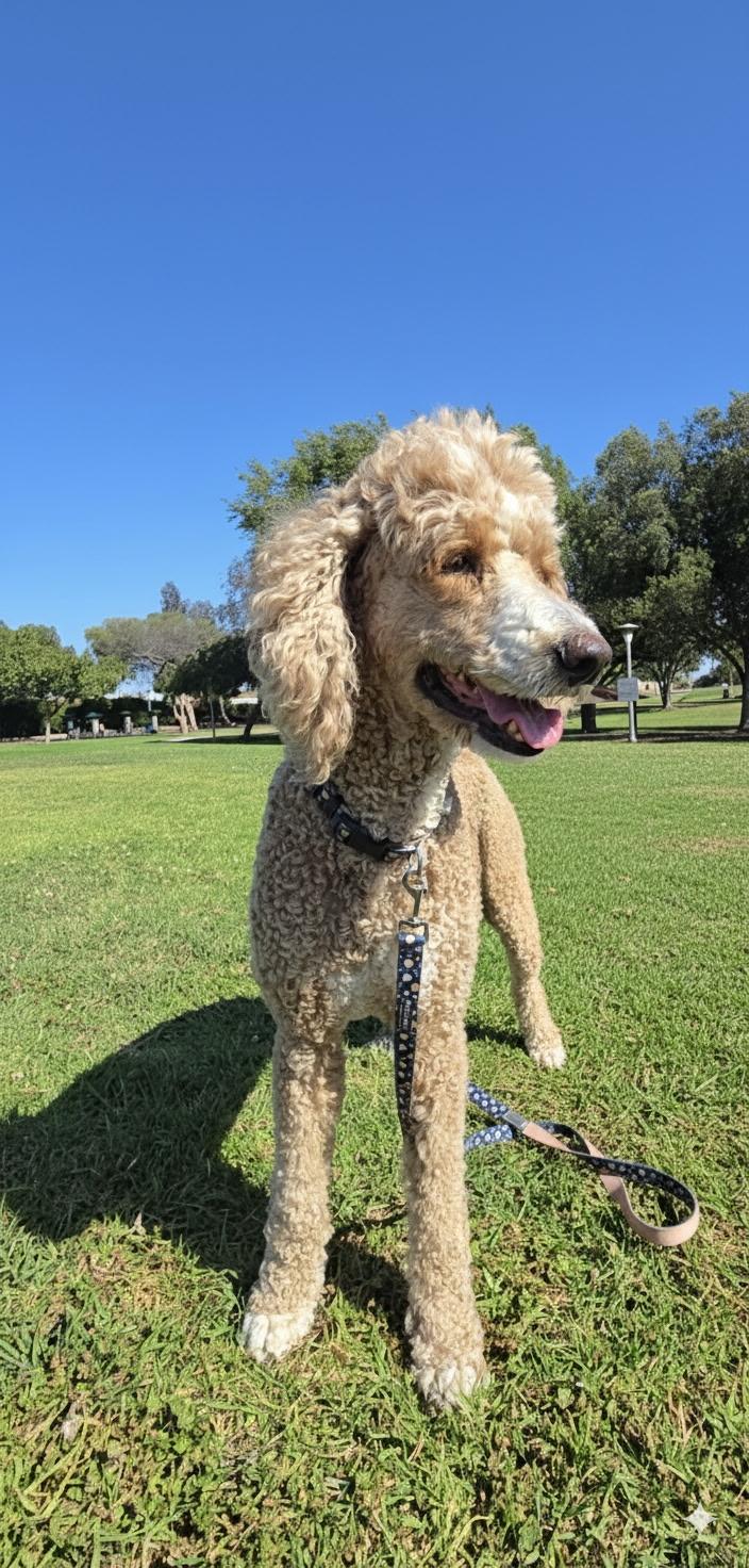 Scarlet, a ADOPTABLE Standard Poodle in Hawthorne, CA image 2/3