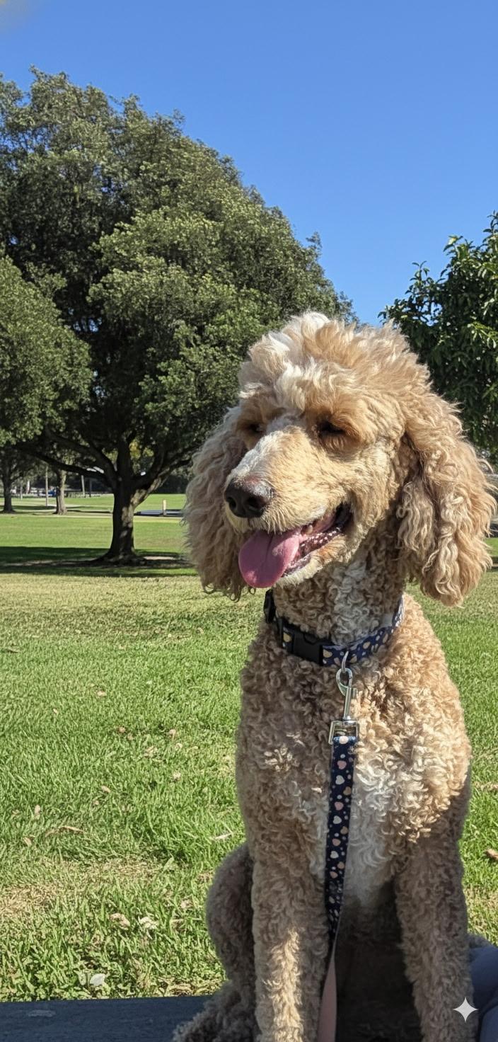 Scarlet, ADOPTABLE, Adult Female Standard Poodle.