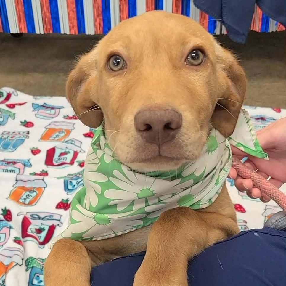 Peter, ADOPTABLE, Young Male Labrador Retriever.