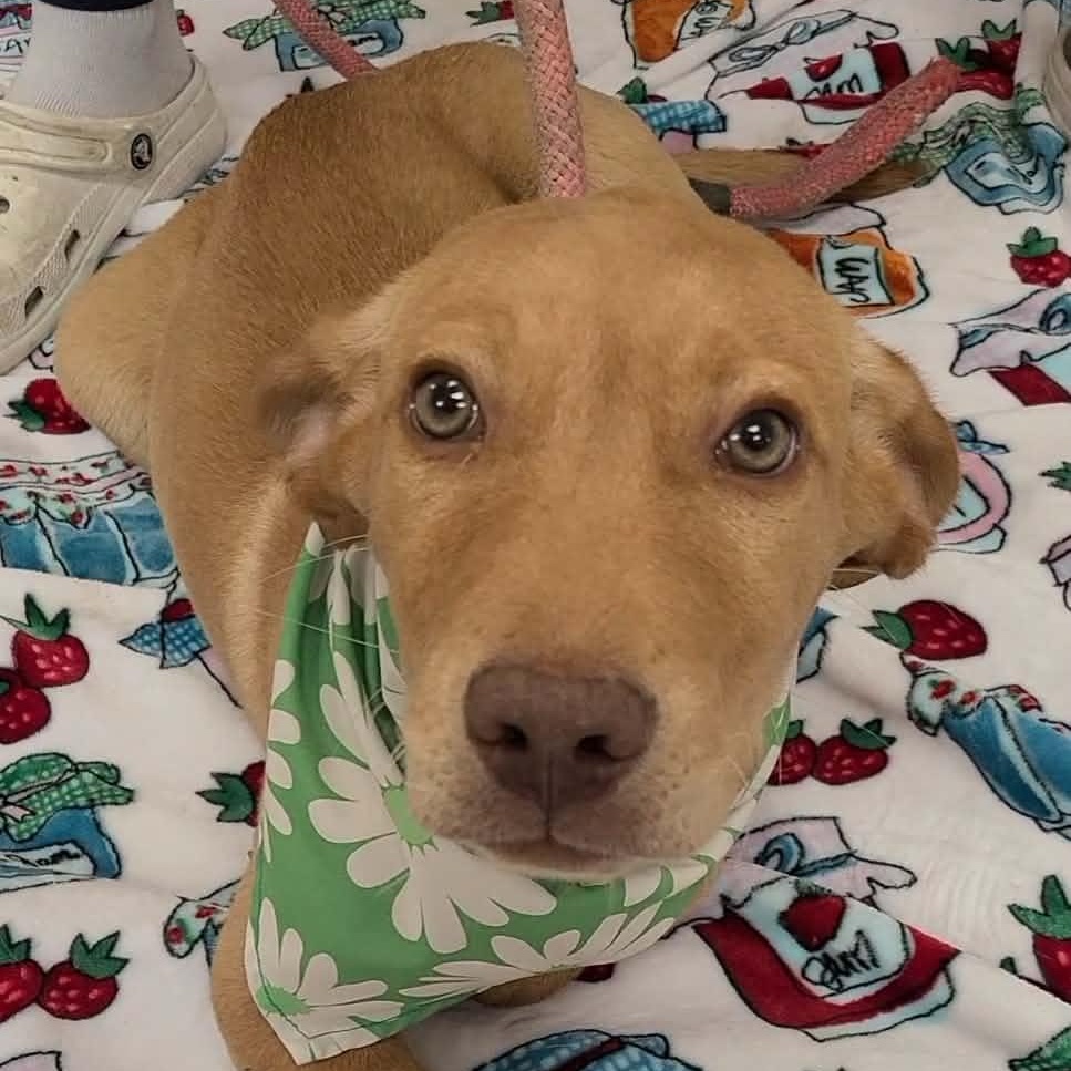 Peter, a ADOPTABLE mixed breed in Woolwich, ME image 3/3