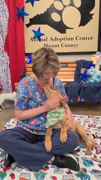 Enlarge Peter, a ADOPTABLE mixed breed in Woolwich, ME video 2/3