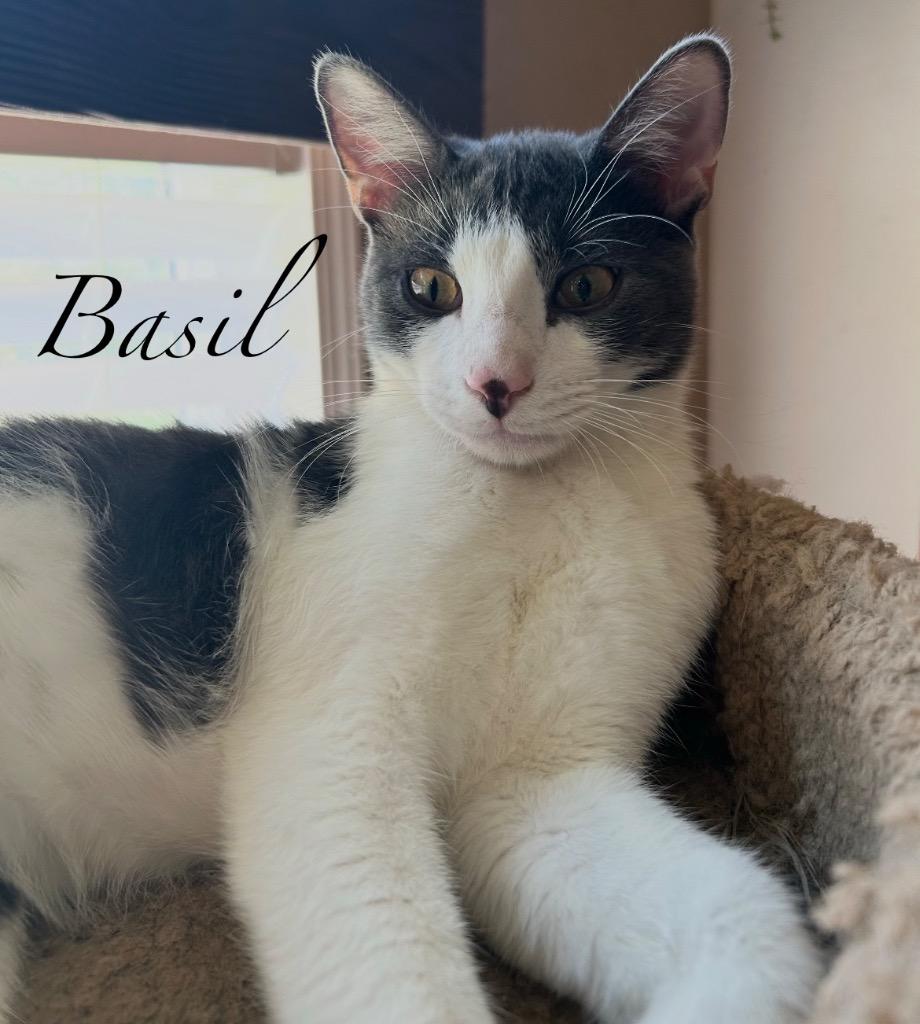 Enlarge Basil, a Adoptable mixed breed in Spring, TX image 1/2