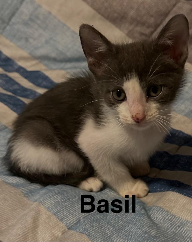 Enlarge Basil, a Adoptable mixed breed in Spring, TX image 1/1