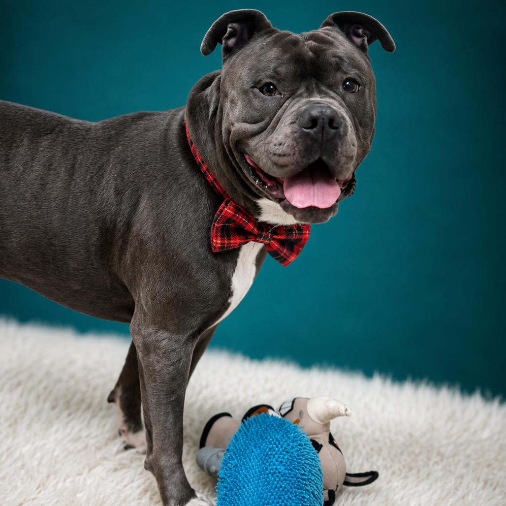 Melvin, a Adoptable mixed breed in Binghamton, NY image 1/6