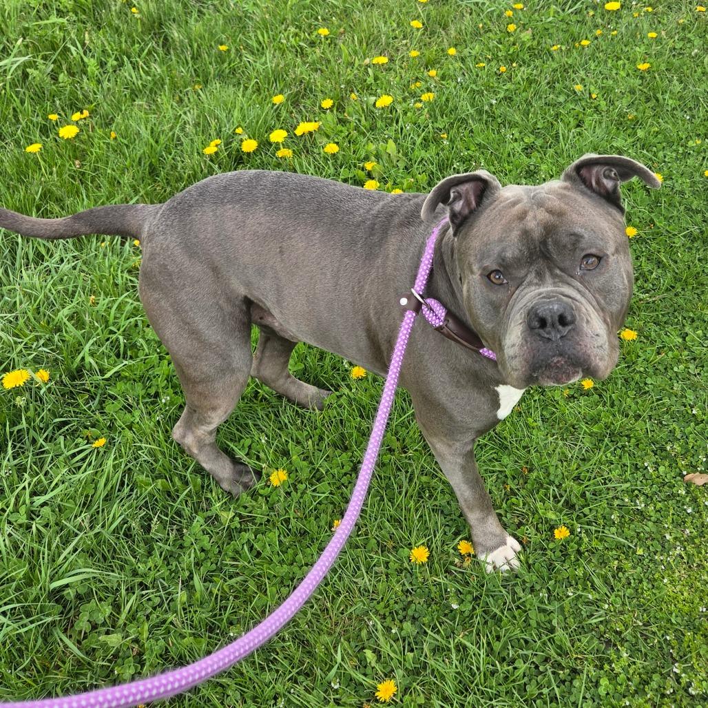 Melvin, a Adoptable mixed breed in Binghamton, NY image 2/6