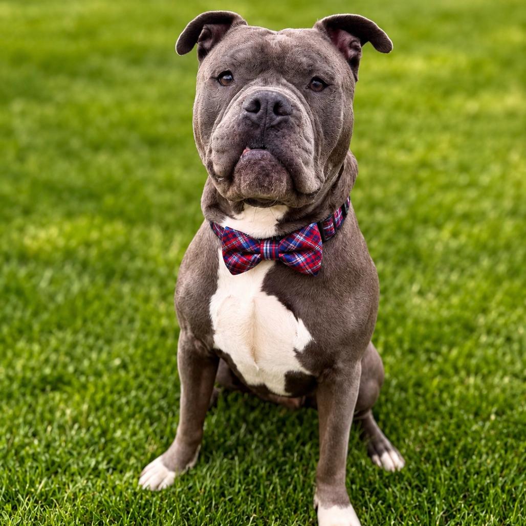 Melvin, a Adoptable mixed breed in Binghamton, NY image 3/6