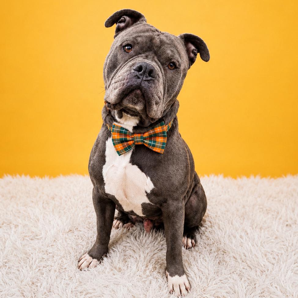 Melvin, a Adoptable mixed breed in Binghamton, NY image 4/6