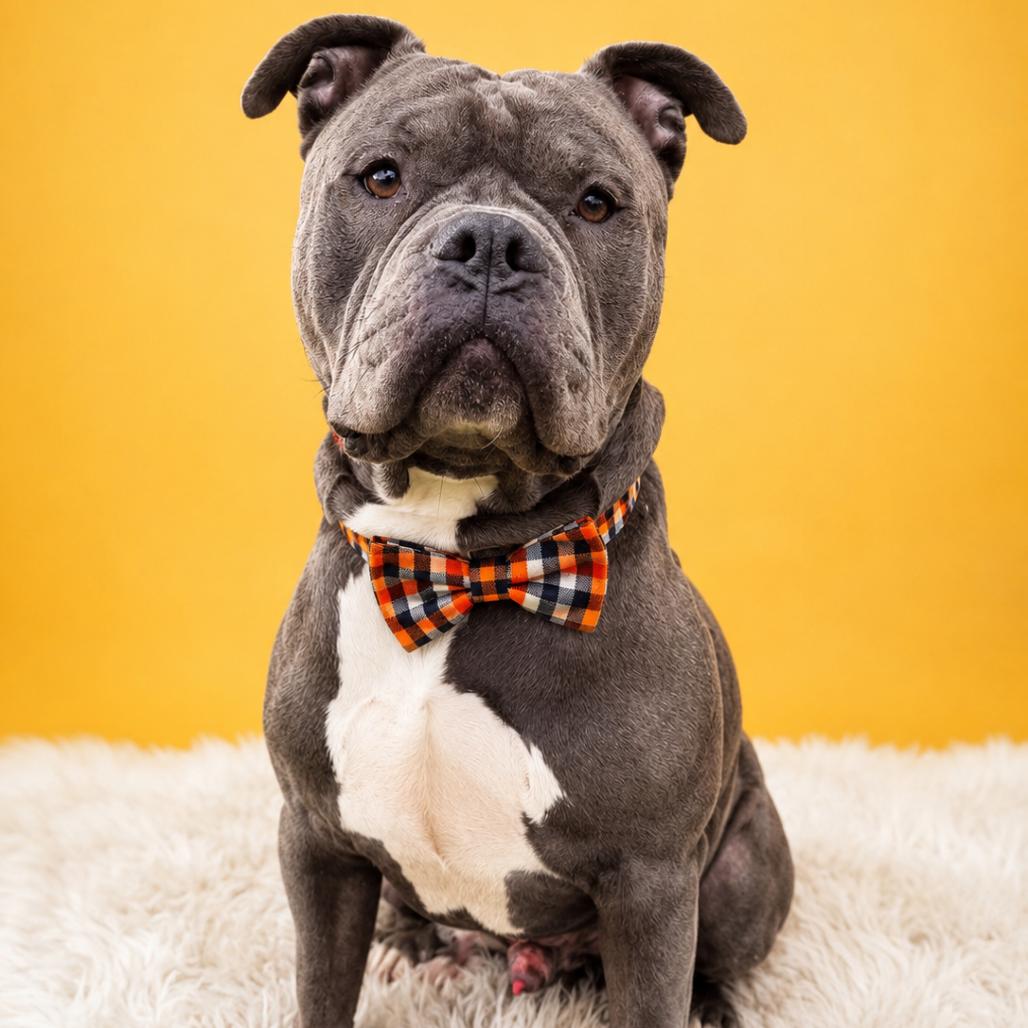 Melvin, a Adoptable mixed breed in Binghamton, NY image 5/6