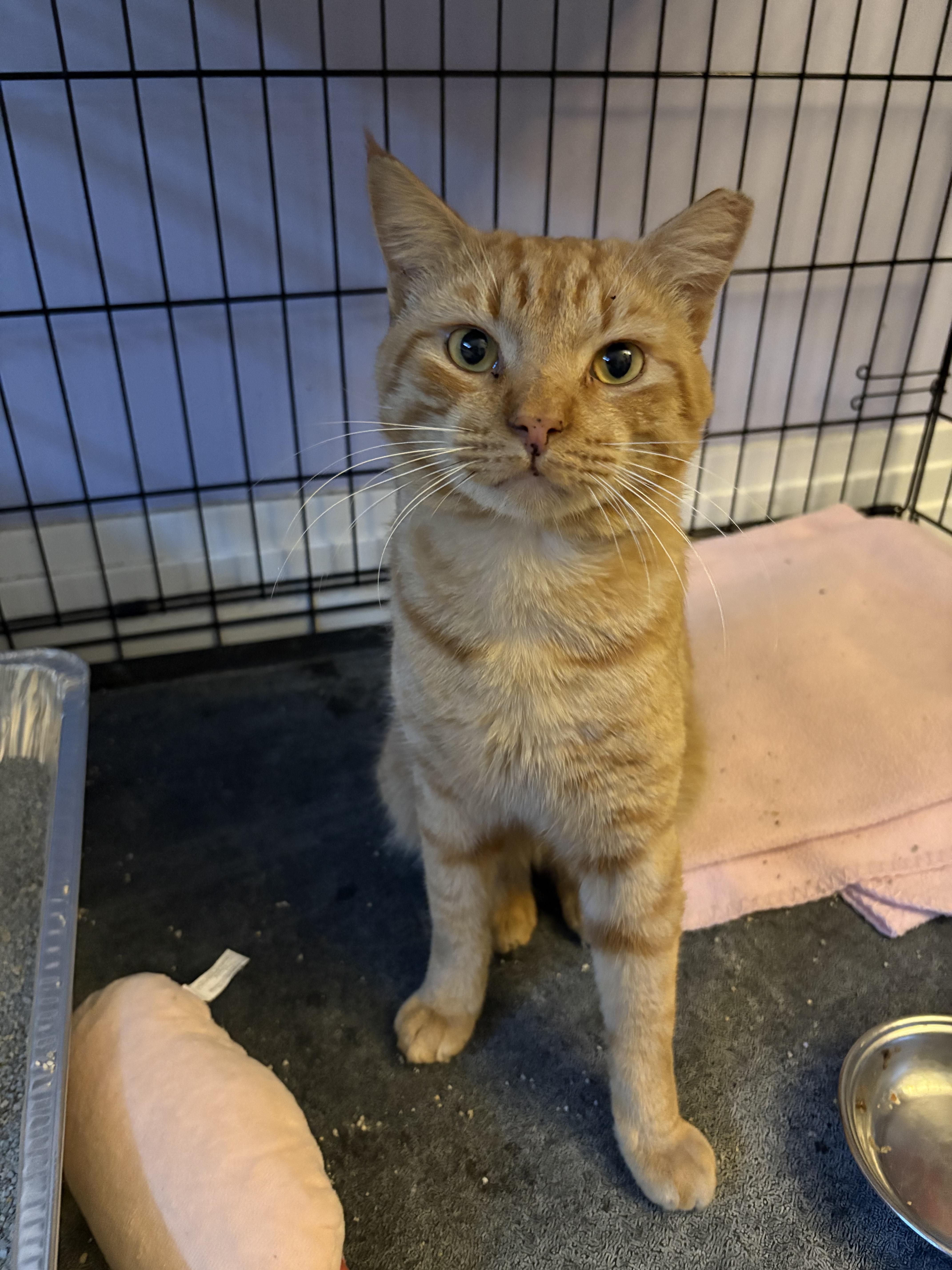 Tangelo, adopted, Adult Male Domestic Short Hair.