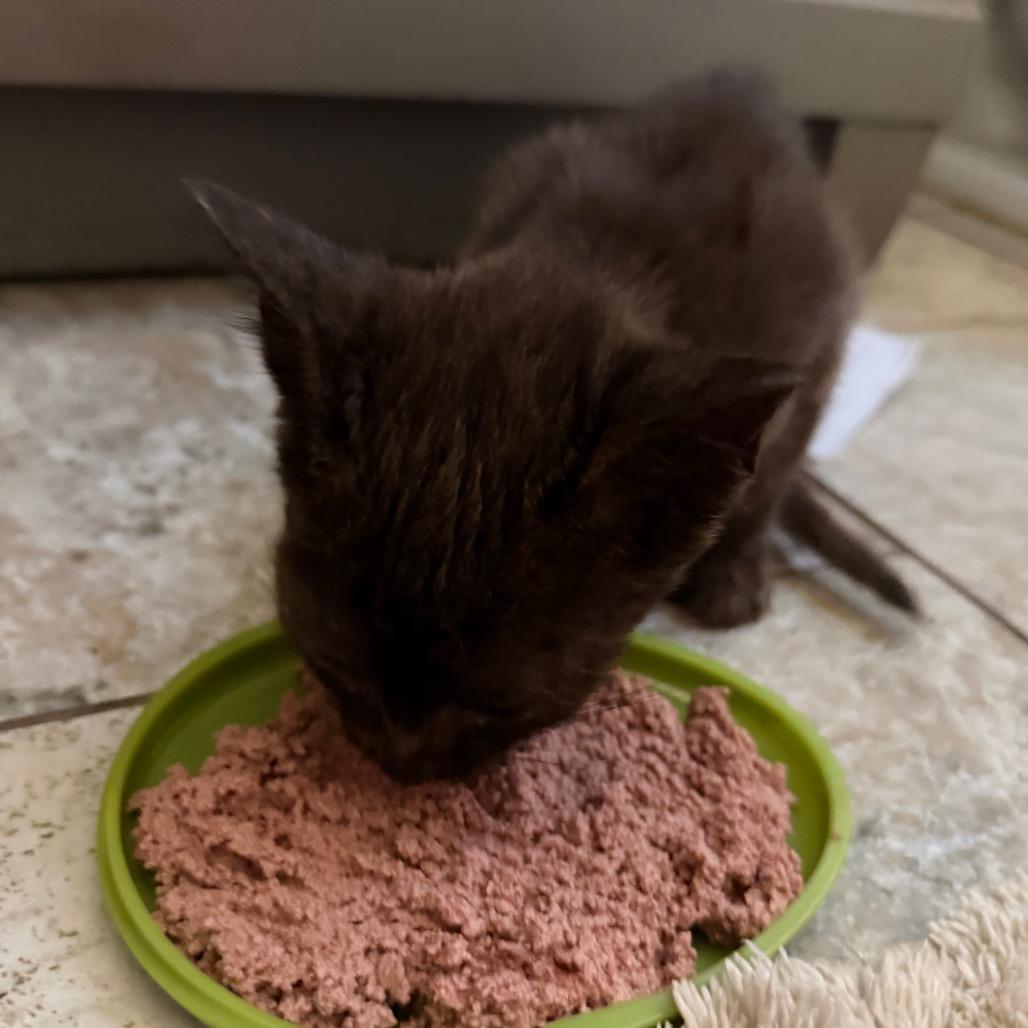 Enlarge Teddy F-21674, a Adoptable Domestic Short Hair in Oklahoma City, OK image 1/3
