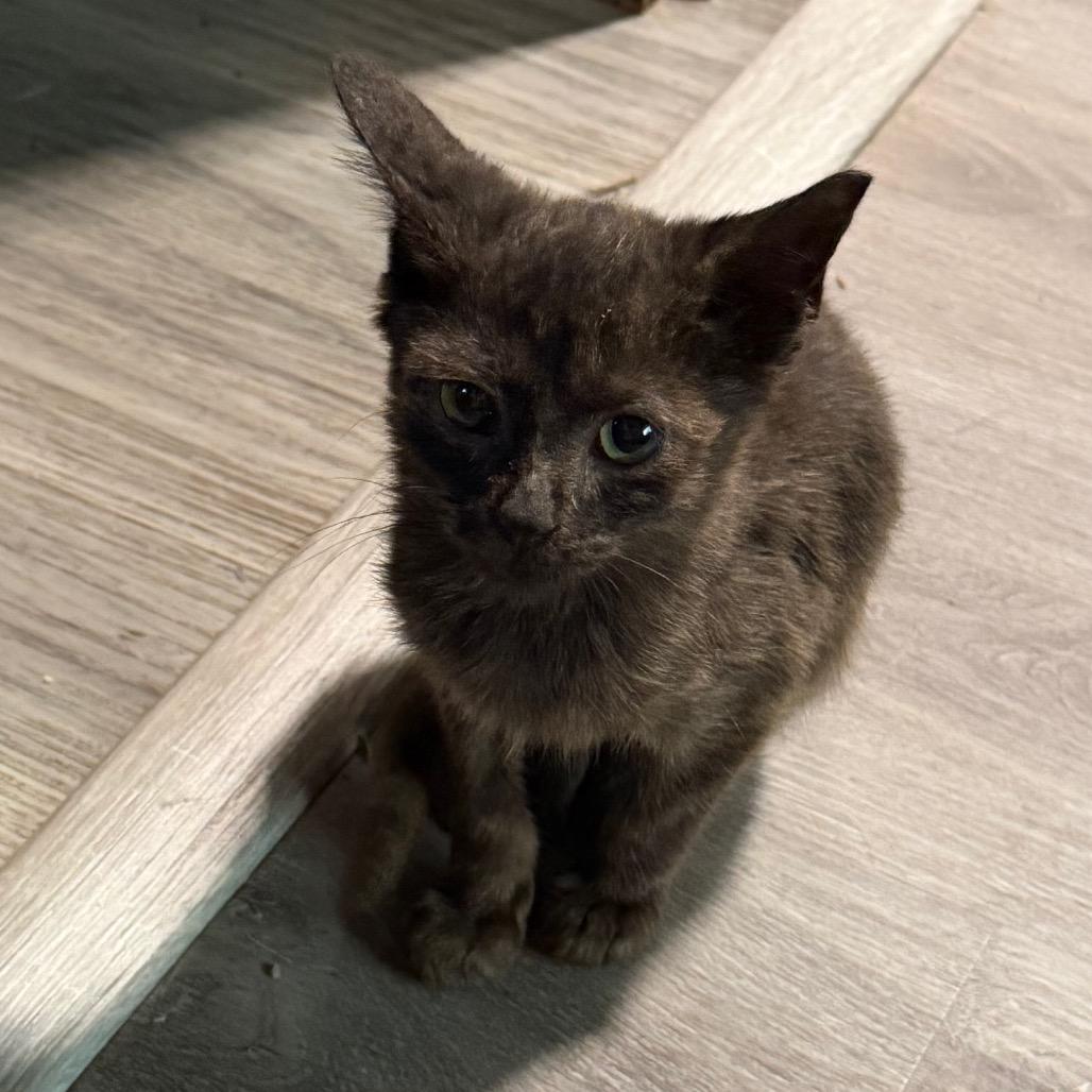 Enlarge Teddy F-21674, a Adoptable Domestic Short Hair in Oklahoma City, OK image 2/3