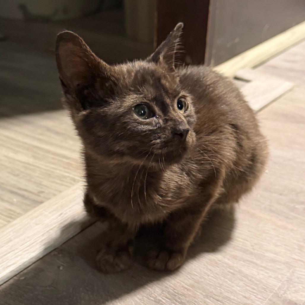 Enlarge Teddy F-21674, a Adoptable Domestic Short Hair in Oklahoma City, OK image 3/3