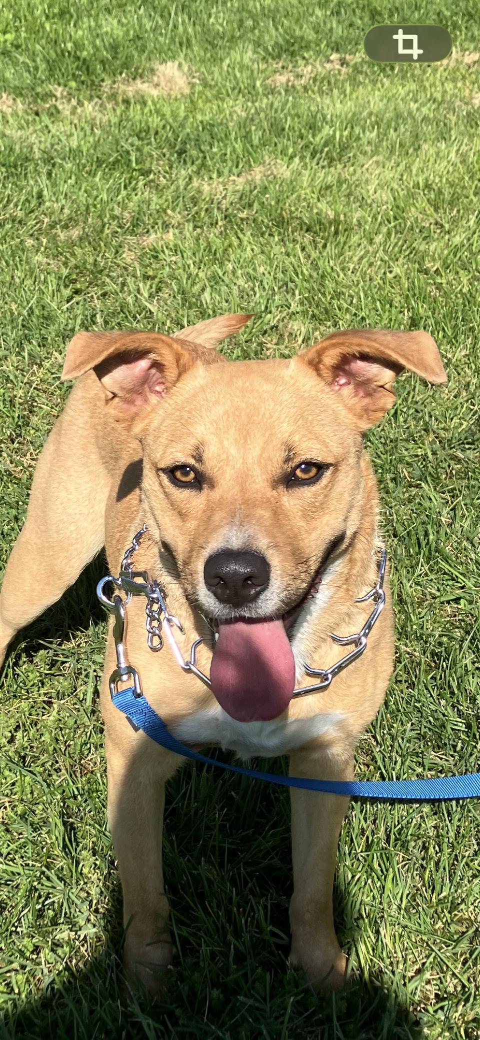 Enlarge Coco, a ADOPTABLE mixed breed in MODESTO, CA image 1/6