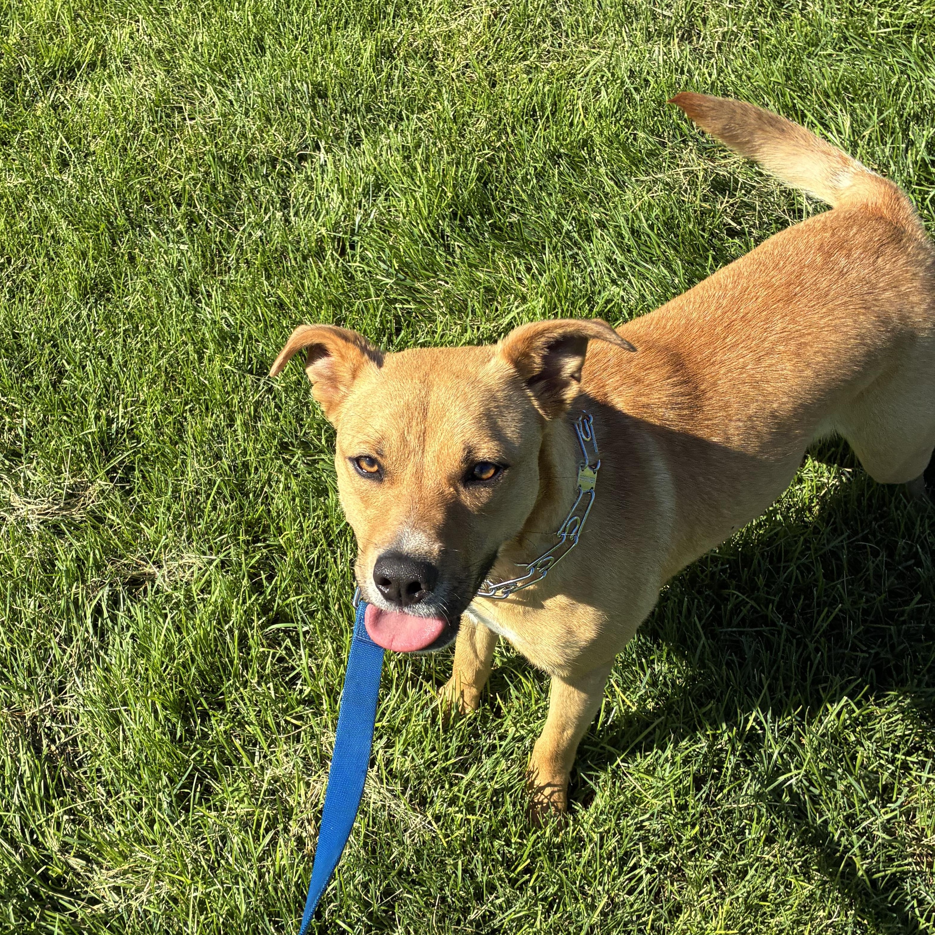 Enlarge Coco, a ADOPTABLE mixed breed in MODESTO, CA image 6/6