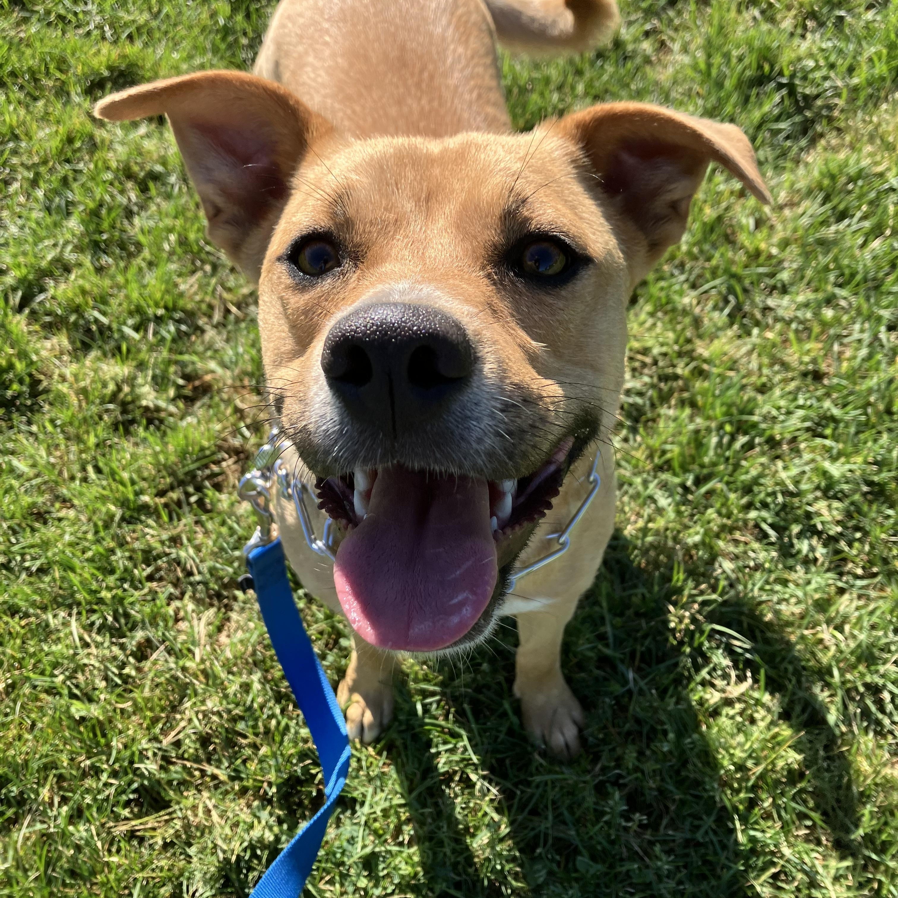 Enlarge Coco, a ADOPTABLE mixed breed in MODESTO, CA image 5/6