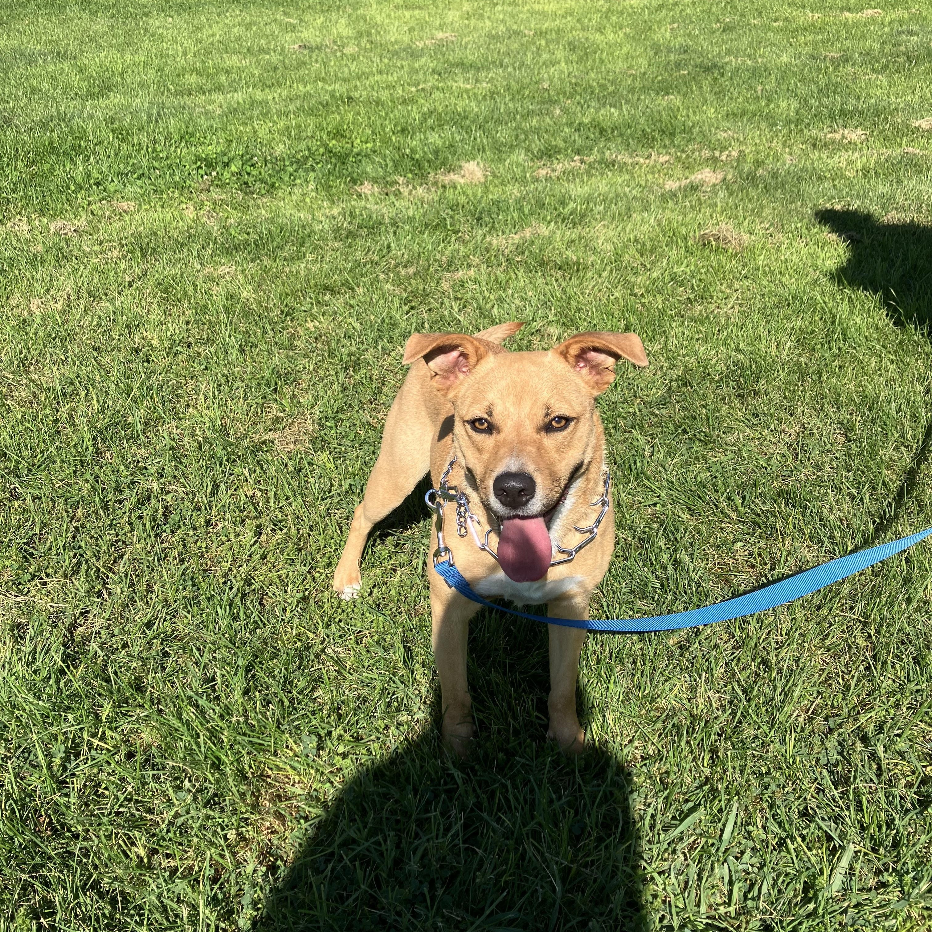 Enlarge Coco, a ADOPTABLE mixed breed in MODESTO, CA image 3/6